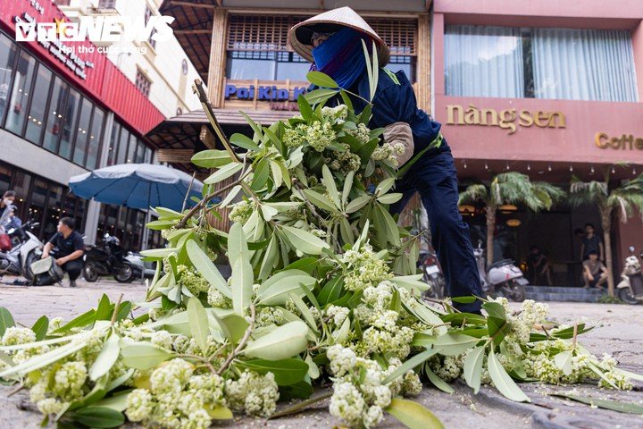 Hà Nội bắt đầu cắt tỉa hoa sữa, nhiều người tiếc nuối nhặt hoa mang về - 6