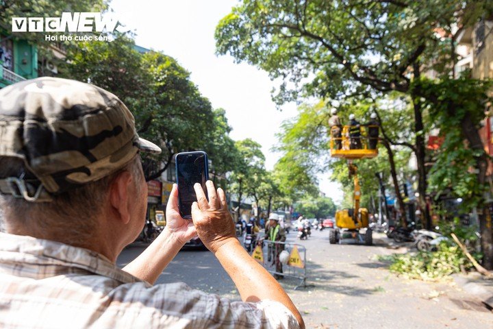 Ông Vũ Trung Hải (68 tuổi) cho biết mật độ hoa sữa dày khiến mùi hương trở nên quá nồng mỗi khi đến mùa. Mùi hoa theo gió bay vào nhà, gây khó chịu cho nhiều hộ dân trên tuyến phố, thậm chí có người xuất hiện biểu hiện dị ứng.