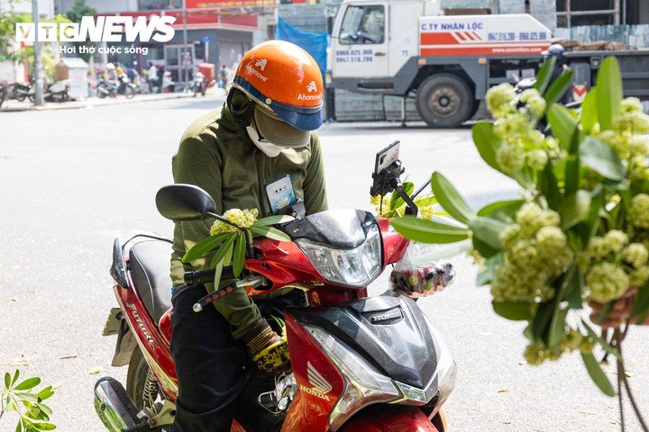 Hà Nội bắt đầu cắt tỉa hoa sữa, nhiều người tiếc nuối nhặt hoa mang về - 12