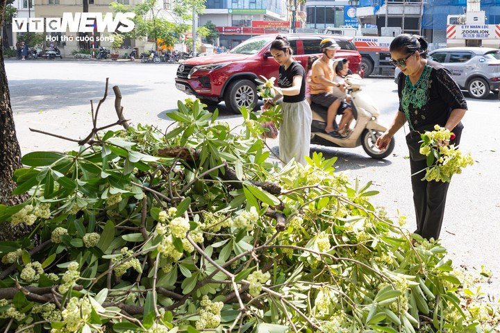 Hà Nội bắt đầu cắt tỉa hoa sữa, nhiều người tiếc nuối nhặt hoa mang về - 13