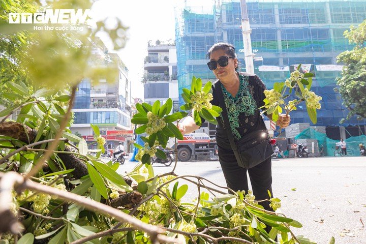 Bà Thanh Huyền chia sẻ, hoa sữa có hương thơm đặc trưng, gắn bó với ký ức của nhiều thế hệ người Hà Nội. Thấy những cành hoa đẹp bị cắt bỏ, bà tiếc nuối nên nhặt một số cành mang về cắm.