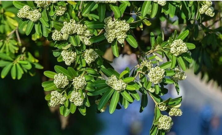 Cây hoa sữa gắn liền với những quan niệm dân gian vừa bí ẩn, linh thiêng lại vừa đáng sợ.