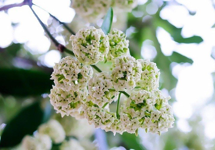 Cây hoa sữa bước từ rừng sâu vào trong khuôn viên của các cung điện của Ấn Độ.
