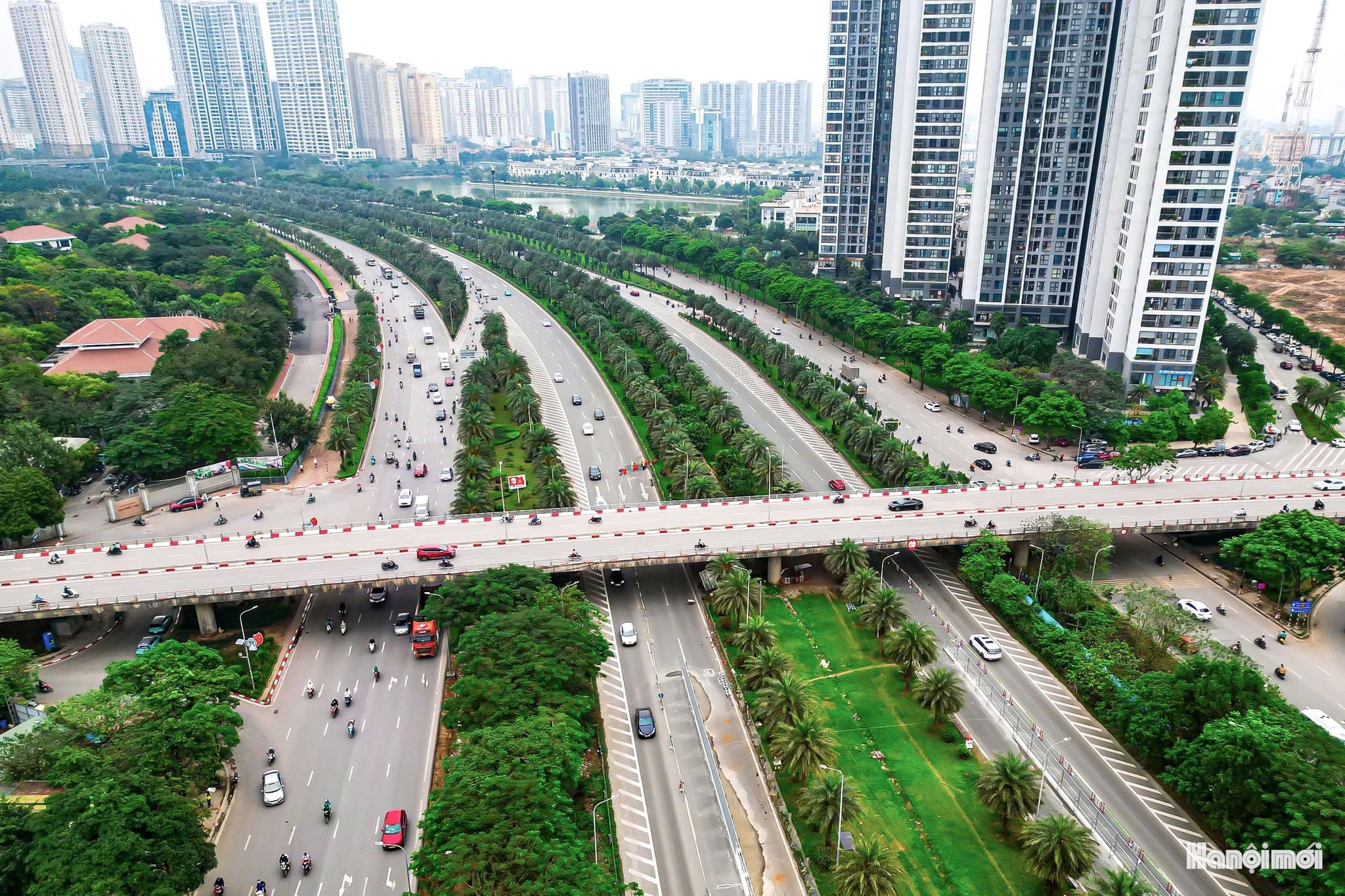 W_dailothanglong-cayxanh-3.jpg
