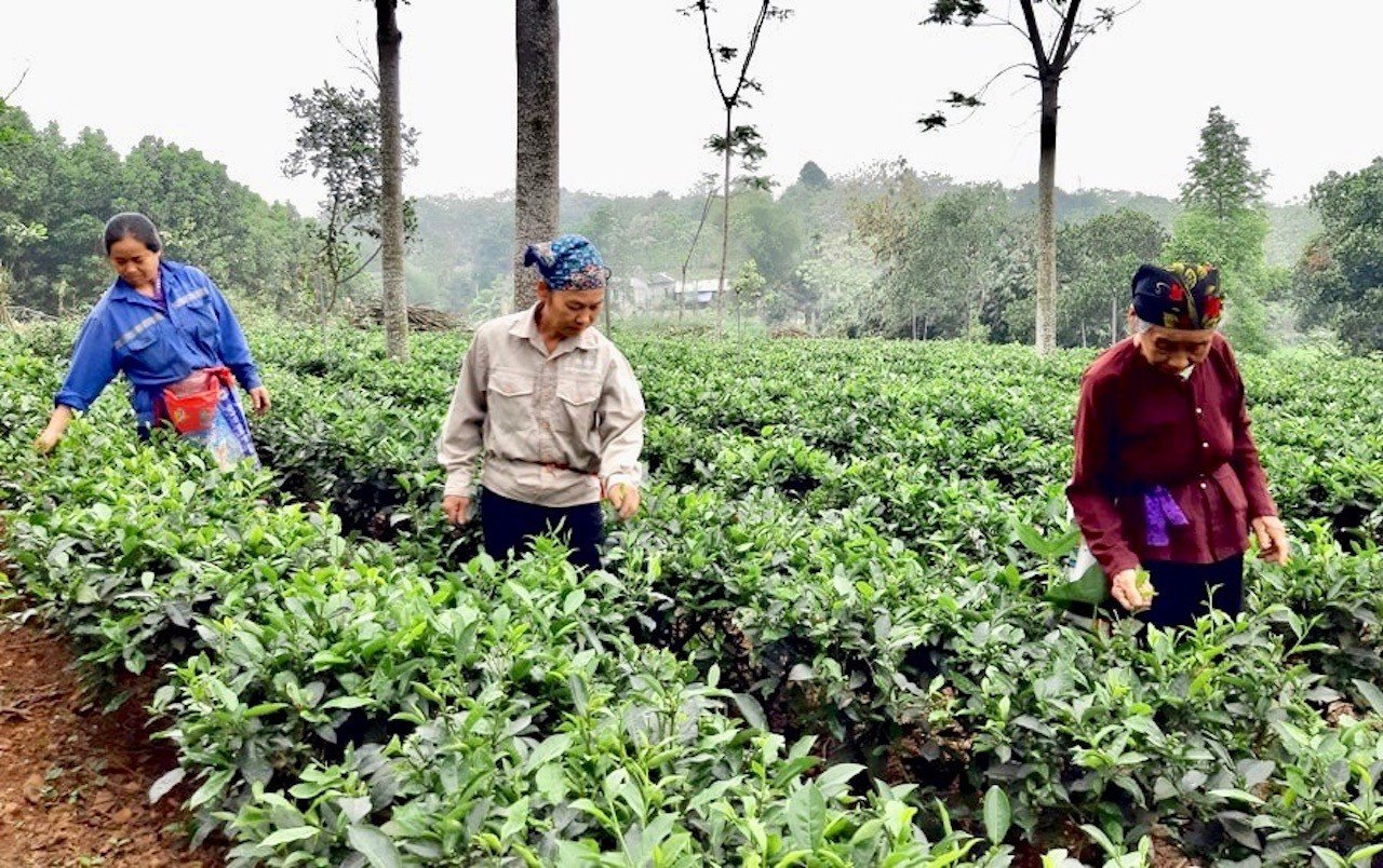 Thu hoạch lá chè tươi tại xã Yên Bài (thành phố Hà Nội). Ảnh: Tùng Nguyễn.