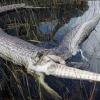 Bị nuốt sống, cá sấu tấn công làm thủng bụng trăn