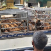 Phát hiện 17 con hổ lớn nuôi nhốt trái phép trong khu dân cư ở Nghệ An
