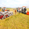 Hà Nội gửi tặng TP.HCM và Bình Dương 6.000 tấn gạo