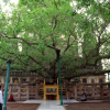 Chiếc lá bồ đề ở Bodh Gaya