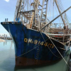 Phản đối tàu treo cờ Trung Quốc cướp hải sản ngư dân