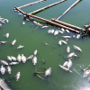 Cá chết nổi lềnh bềnh trên hồ điều tiết ở trung tâm Đà Nẵng