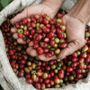 Giá cà phê Tây Nguyên: Hôm nay bốc hơi nửa triệu đồng/tấn