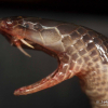 Khiếp hơn cả rắn hổ mang, đây mới là loài rắn đáng sợ nhất thế giới