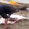 Cá heo trắng bị dân làng Trung Quốc xẻ thịt gây phẫn nộ
