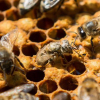 75% mật ong trên thế giới chứa thuốc trừ sâu