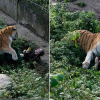Hổ sổng chuồng, lao ra cắn xé nữ nhân viên sở thú trước mặt du khách
