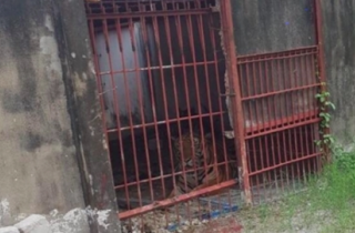 Chăm sóc đặc biệt con hổ cắn lìa tay người đàn ông