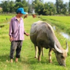 Dân nghèo Quảng Bình phải đóng phí mua đồng cỏ: Giải thích