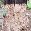Truyền nước của Tây cứu 1.000 cây cổ: Hồi sinh kì diệu