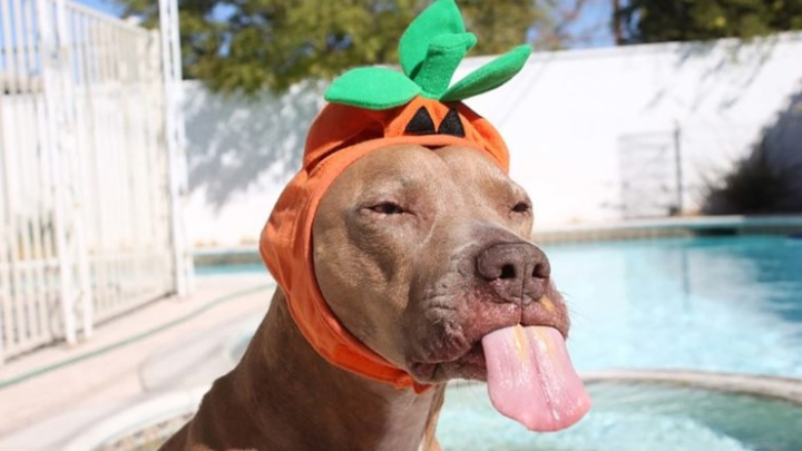 Người yêu không có nhưng chó phải có một con