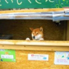 Kỳ lạ chủ quán khoai lang nướng ở Nhật Bản lại là…1 chú chó