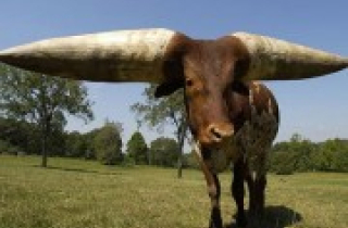 Chú bò lập kỷ lục với cặp sừng dài nhất thế giới