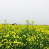 Ngẩn ngơ ngắm cánh đồng hoa cải vàng nở rộ ở ngoại thành Hà Nội