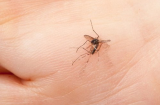 Tại sao không nên tận diệt muỗi?