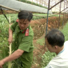 Đà Lạt: thu giữ 7 cây cần sa trồng lén lút trong nhà kính