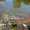 Cá chết nổi trắng sông Phú Lộc ở Đà Nẵng