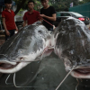 Đại gia xẻ thịt cặp cá lăng 200kg làm đại tiệc mời khách