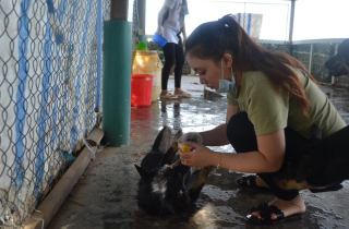 Vào lò mổ giải cứu chó