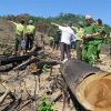 Bình Định: Tạm đình chỉ công tác, kỷ luật một số cán bộ kiểm lâm trong vụ phá rừng tại huyện An Lão