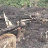 Đề nghị cách chức 10 cán bộ ở Nghệ An vì liên quan đến các vụ phá rừng