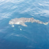 Ngư dân Phú Quốc phát hiện cá voi xám quý hiếm trên biển