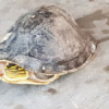 Sóc Trăng: Một thầy giáo bỏ tiền mua lại rùa hộp quý hiếm rồi phóng sinh