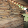 Bình Định: Truy tìm chủ nhân của lô gỗ hương lậu