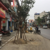 Dự án trăm tỷ trồng cây giữa đường để tạo điểm nhấn