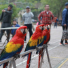 Dàn vẹt quý hiếm giá nghìn đô xuất hiện tại Hà Nội