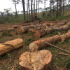 Đắk Nông: Lợi dụng chủ trương cắt dọn, phá hoại hơn 400 cây thông cổ thụ