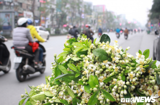 Ảnh: Hà Nội 'khoác áo' trắng tinh khôi những ngày hoa bưởi xuống phố