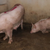 Vụ dân tố cơ sở giết mổ phát dịch: Lợn dương tính bệnh lở mồm long móng