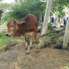 Vụ bán bò giống chính sách cho lò mổ: Đồng ý nộp lại tiền