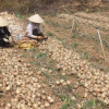 Hành tây giá 3000/kg, khoai tây cũng chỉ 4000/kg, nông dân Đà Lạt 'khóc ròng'