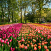 Tháng 3, bạn đã từng chìm đắm trong rừng hoa Tulip rực rỡ Hà Lan