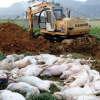 Dịch bệnh nguy hiểm lây lan: Đáng sợ mua bán lợn chết, lợn bệnh