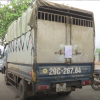Lào Cai: Bắt quả tang xe tải chở gần 2 mét khối gỗ quý