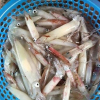 Hà Tĩnh: Mực và cá lồng ở cảng Vũng Áng chết do thiếu ôxy