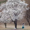Hoa mộc lan trắng tinh khôi ở Seoul, đẹp không kém hoa anh đào