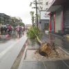 Hà Nội: Cây xanh bật gốc, đường ngập sau trận mưa lớn đầu tiên